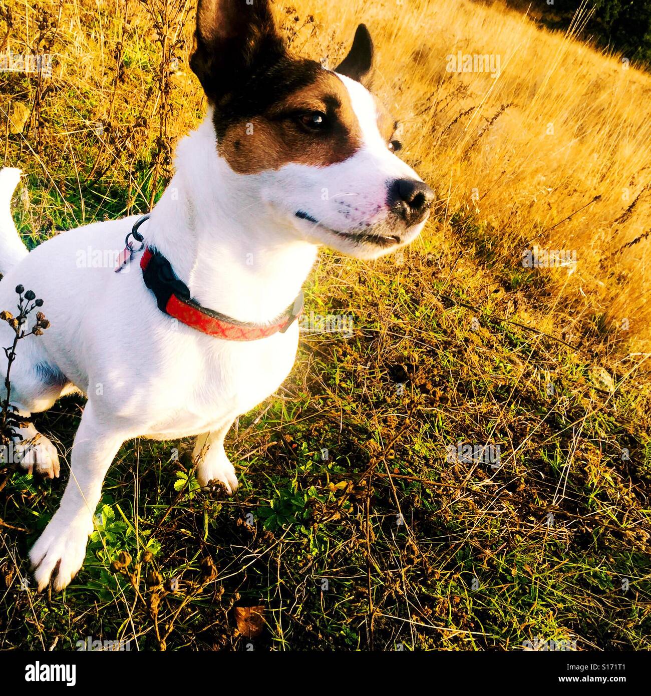 Dog sitting outdoors, on an autumn sunny afternoon in yellow grass. - Smartphone Captured Stock Image