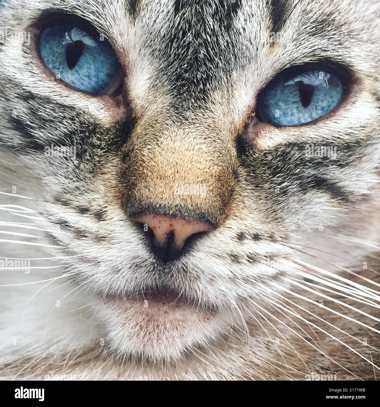 Beautiful cat face with blue eyes Stock Photo - Alamy