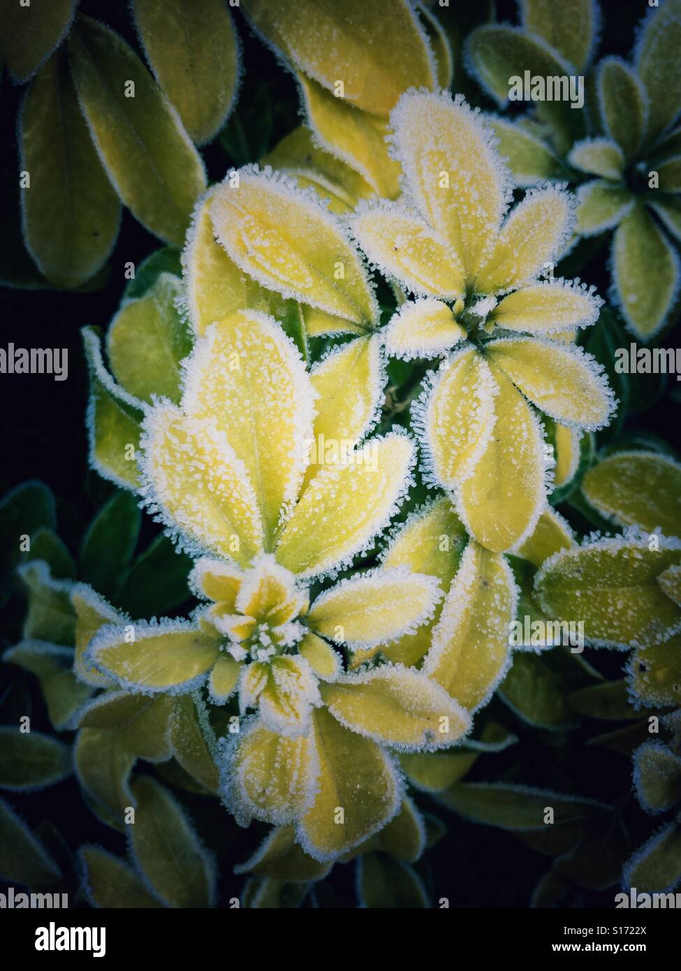 Frost frosty frozen hi-res stock photography and images - Alamy