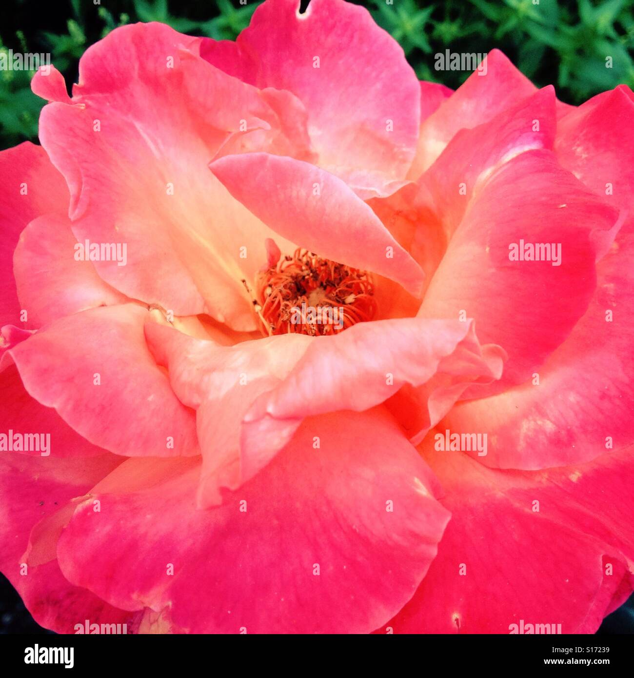 Closeup of a pink rose Stock Photo