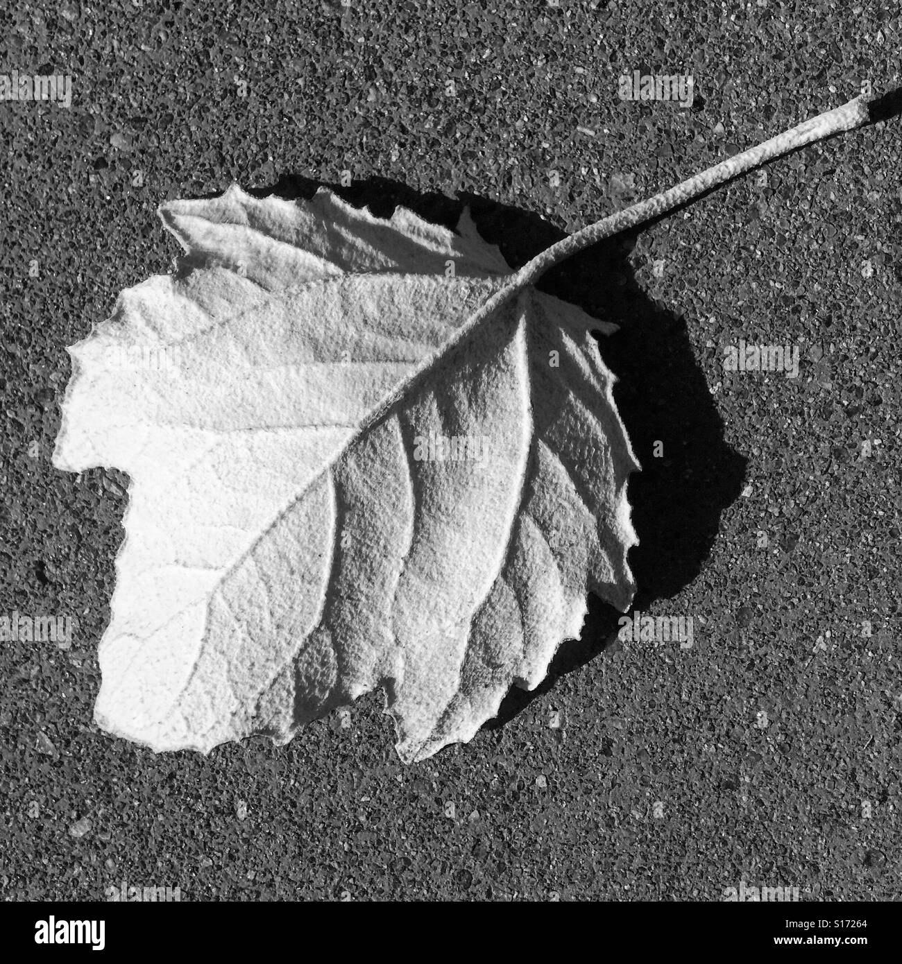 White leaf Stock Photo