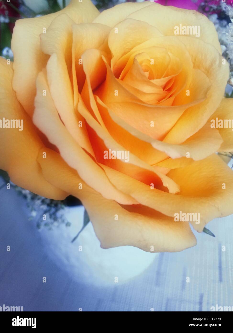Close-up detail of petals of a yellow rose - Smartphone Captured Stock Image