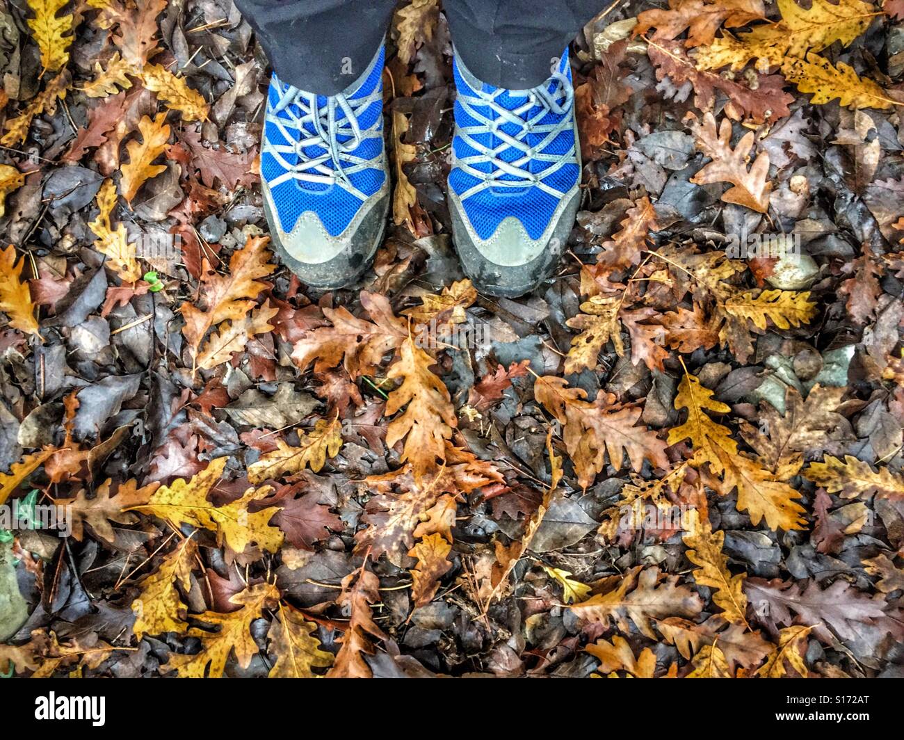 A pair of hiking shoes standing on wet autumn leaves - Smartphone Captured Stock Image