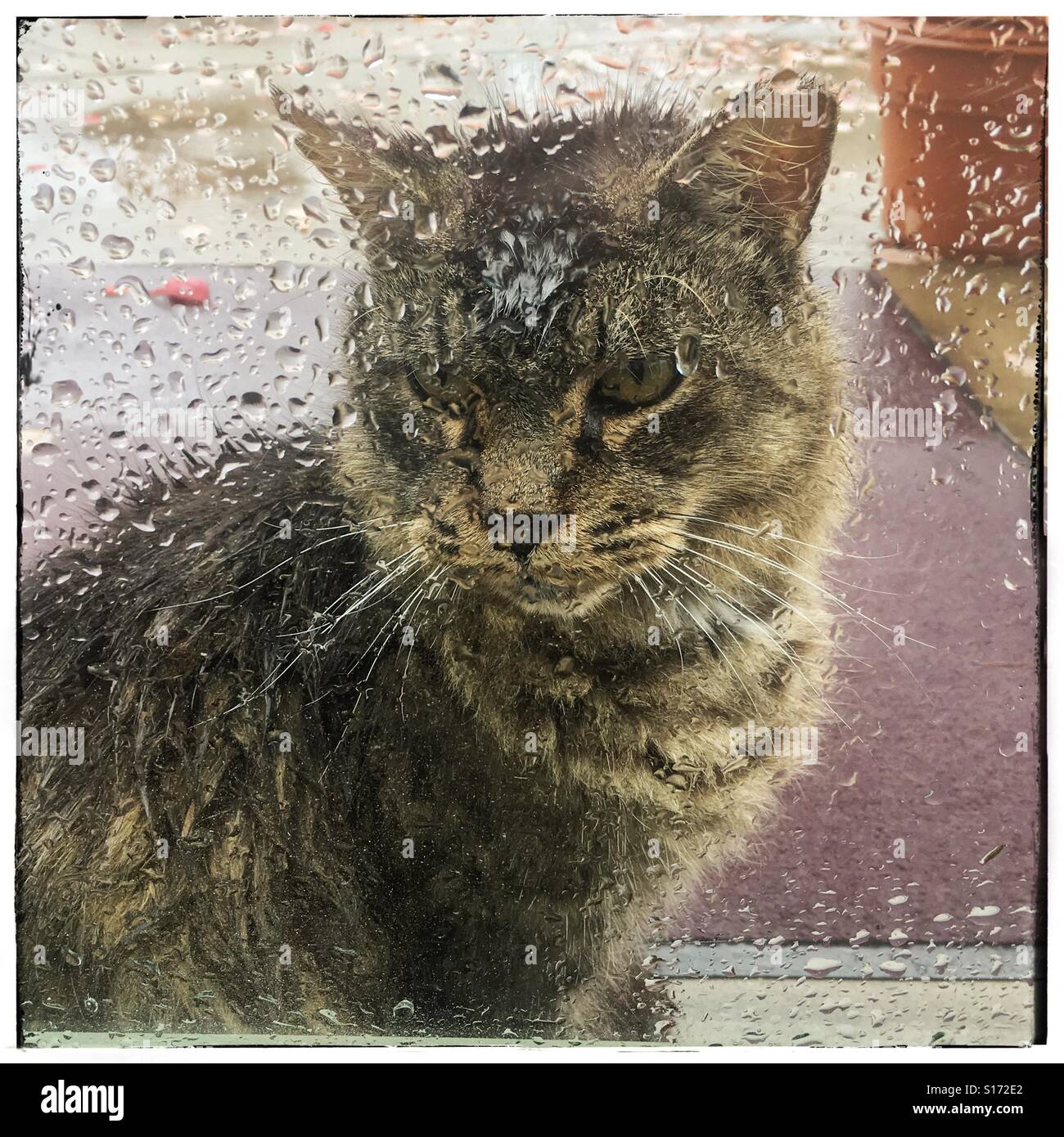 Cat In The Rain Looking In The Window Stock Photo Alamy