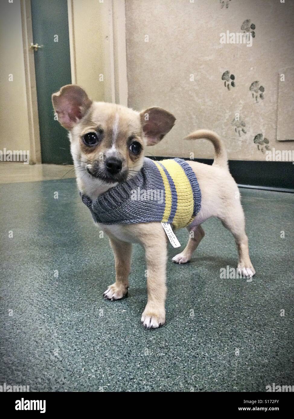 chihuahua with sweater
