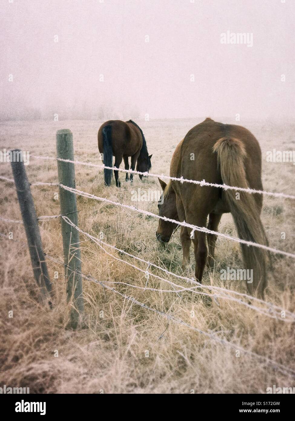 Horses graze in a pasture behind a barbed wire fence icy with hoar frost. - Smartphone Captured Stock Image