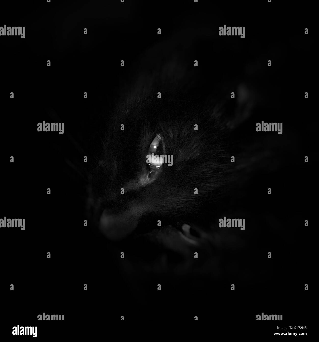 Black cat - Smartphone Captured Stock Image