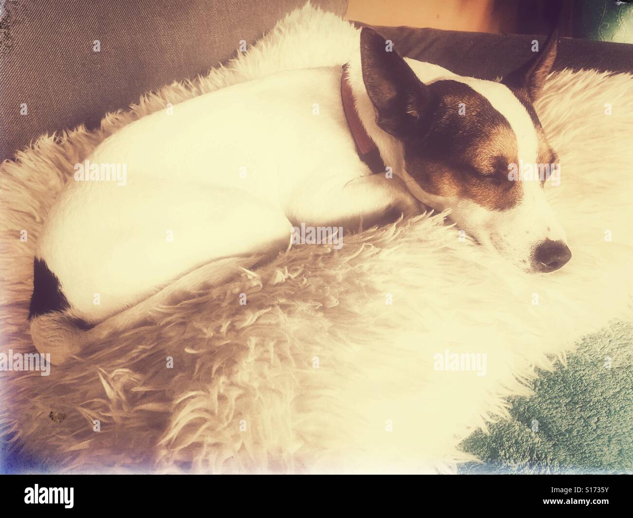 Dog sleeping comfortably on a pillow. Vintage edit. - Smartphone Captured Stock Image