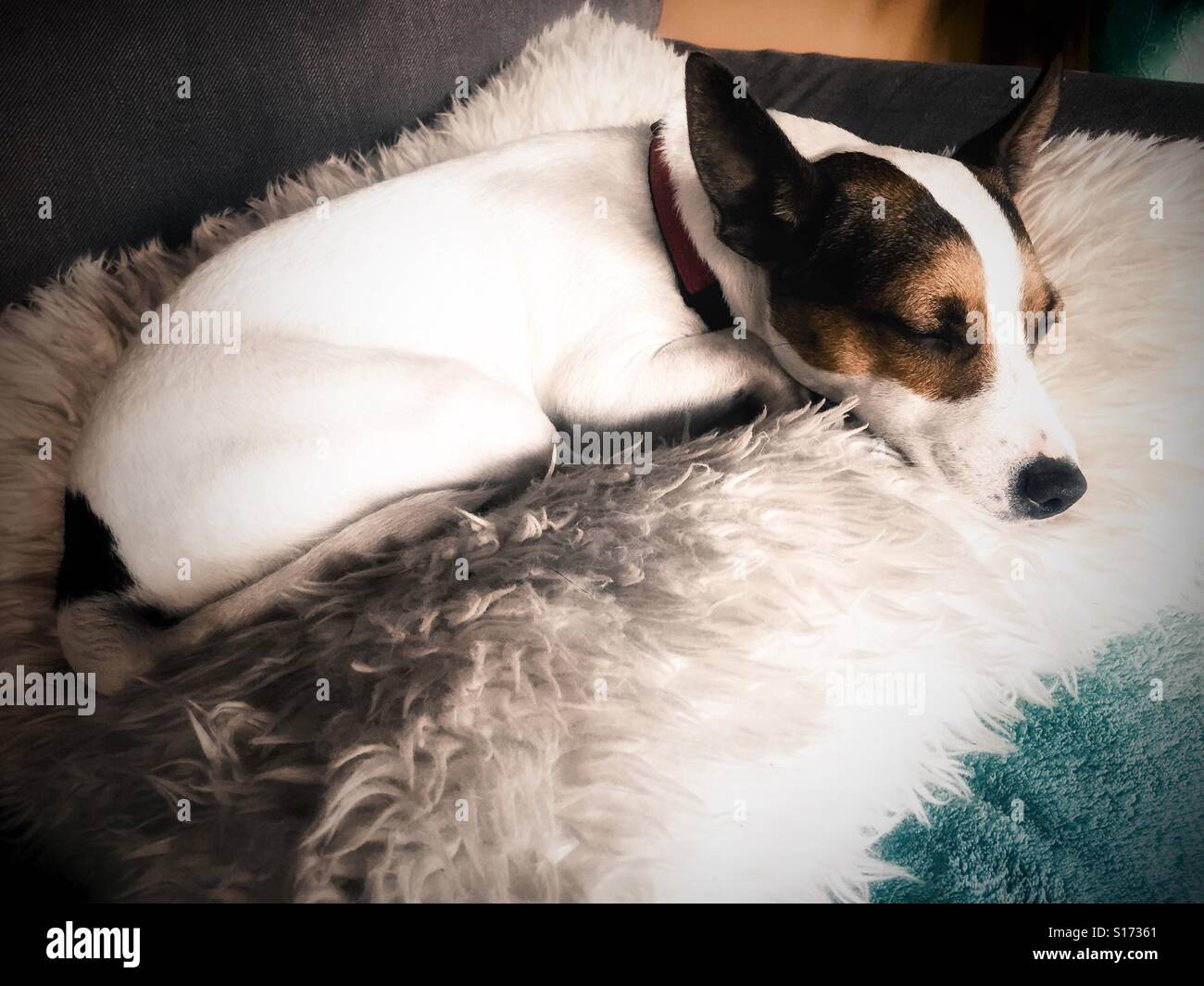Close up view of a Jack Russell Terrier dog sleeping on a fuzzy pillow - Smartphone Captured Stock Image