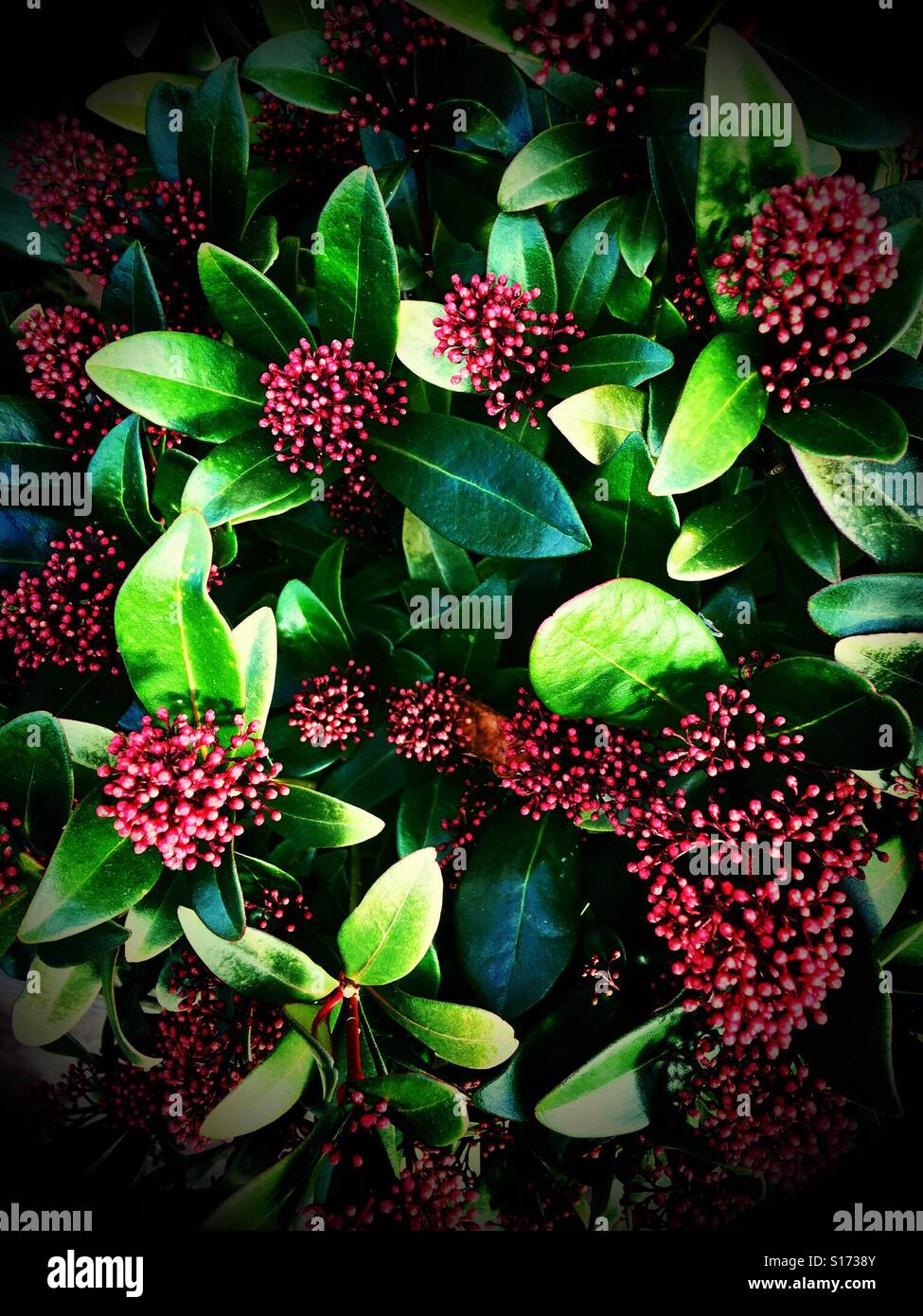 Vibrant red and green bouquet Stock Photo