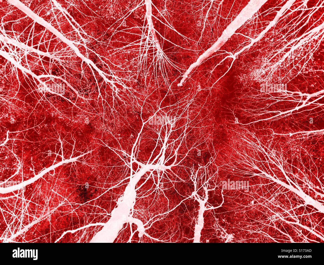 Tree tops with colour overlay - Smartphone Captured Stock Image