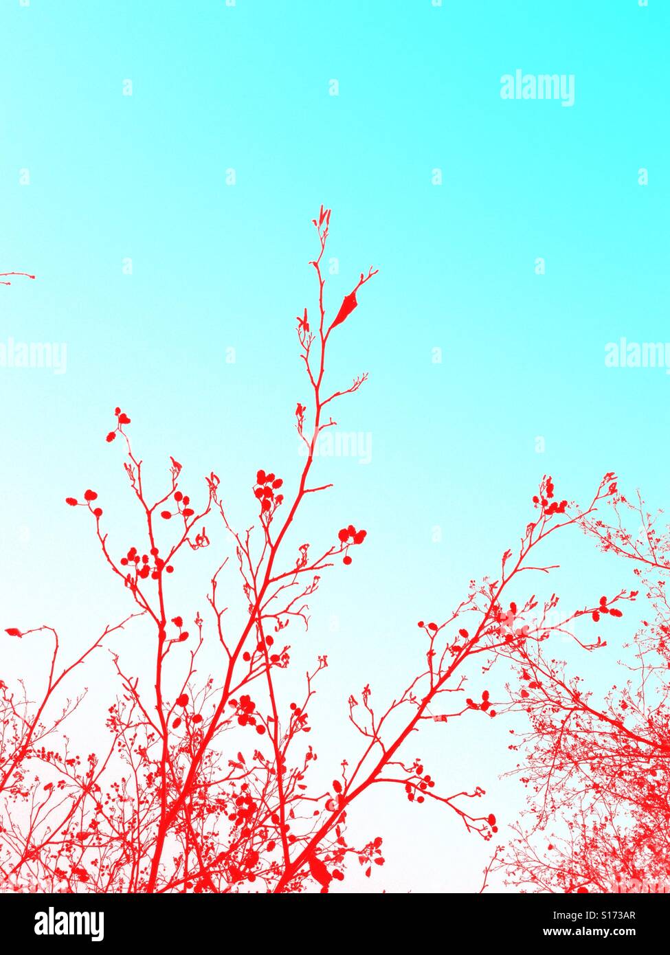 Silhouette of plant with colour overlay - Smartphone Captured Stock Image