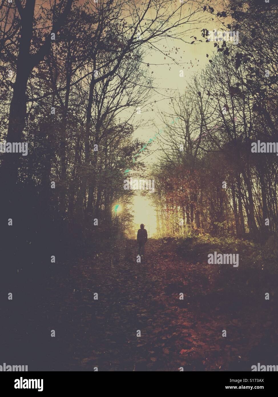 Lone man in woods - Smartphone Captured Stock Image
