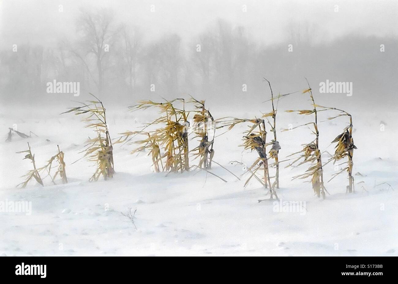 Snow blows and bends corn stalks standing in a snow covered farm field in Indiana Stock Photo