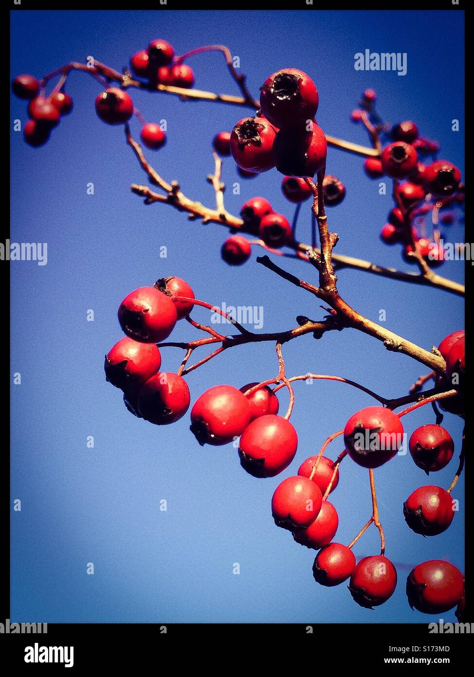 Red berries against a blue sky Stock Photo