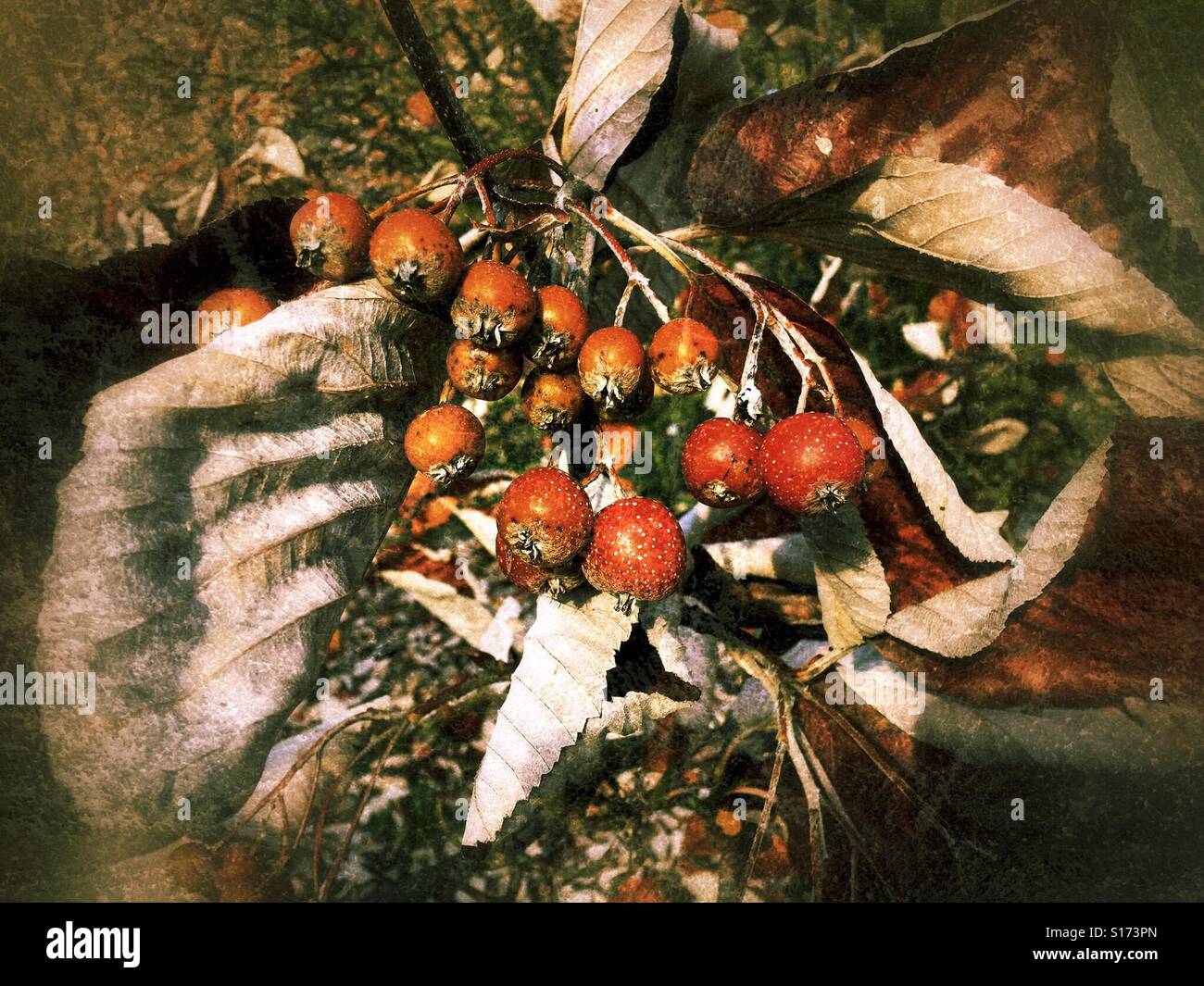 Late autumn fruit and withered brown leaves Stock Photo