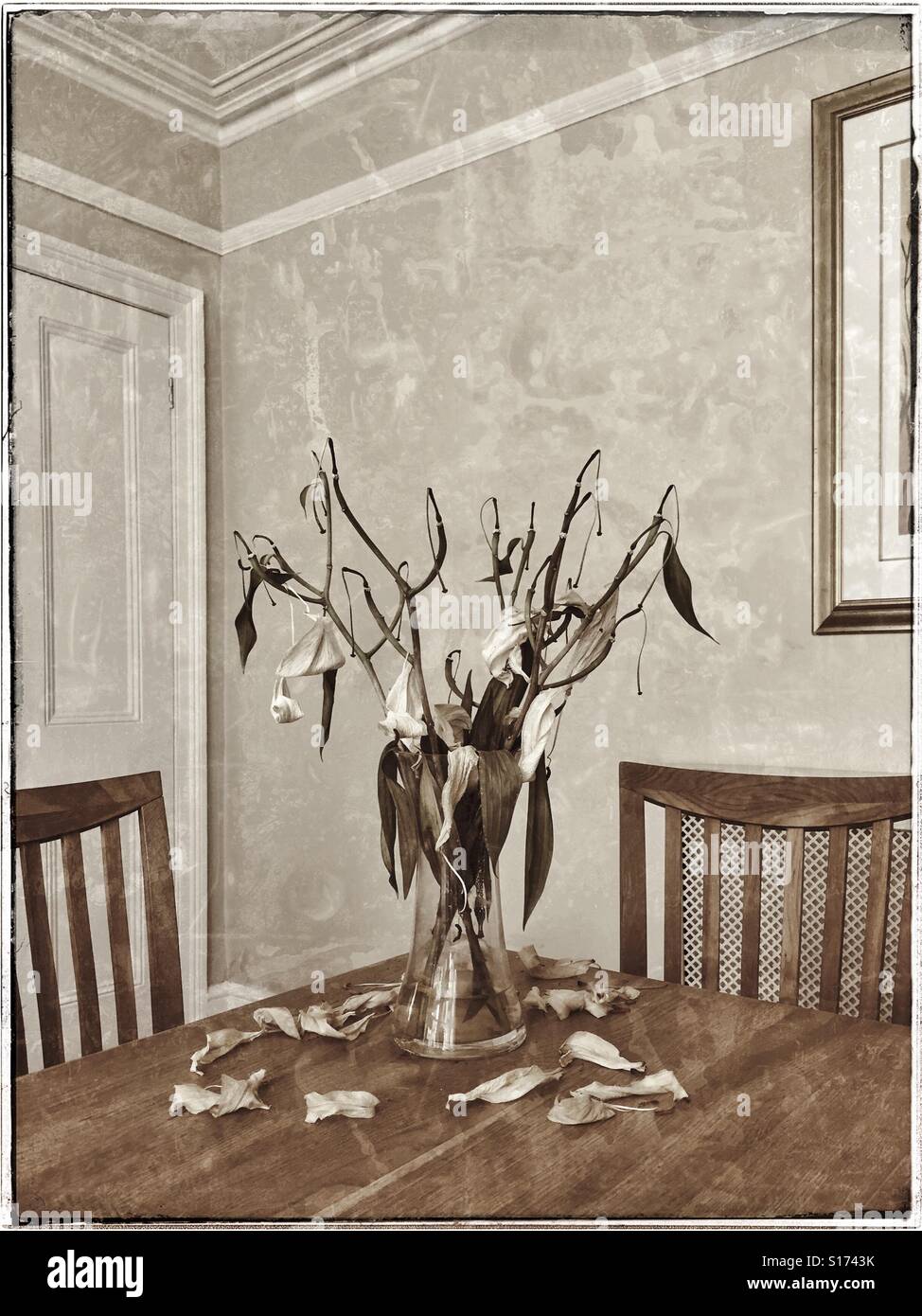 A vase of dead & dying Lilly flowers sits on a wooden table surrounded by 2 dining table chairs. The colours are muted. A concept image to illustrate death, the end, and the passing of the best times. - Smartphone Captured Stock Image
