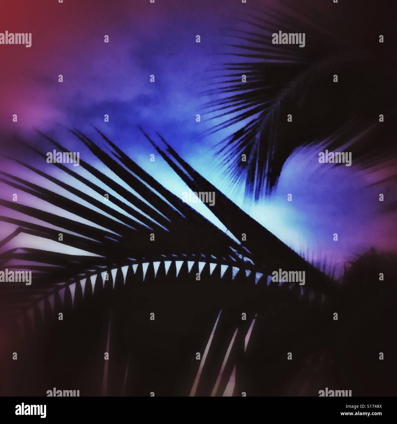 Palm frond silhouettes at twilight. Stock Photo
