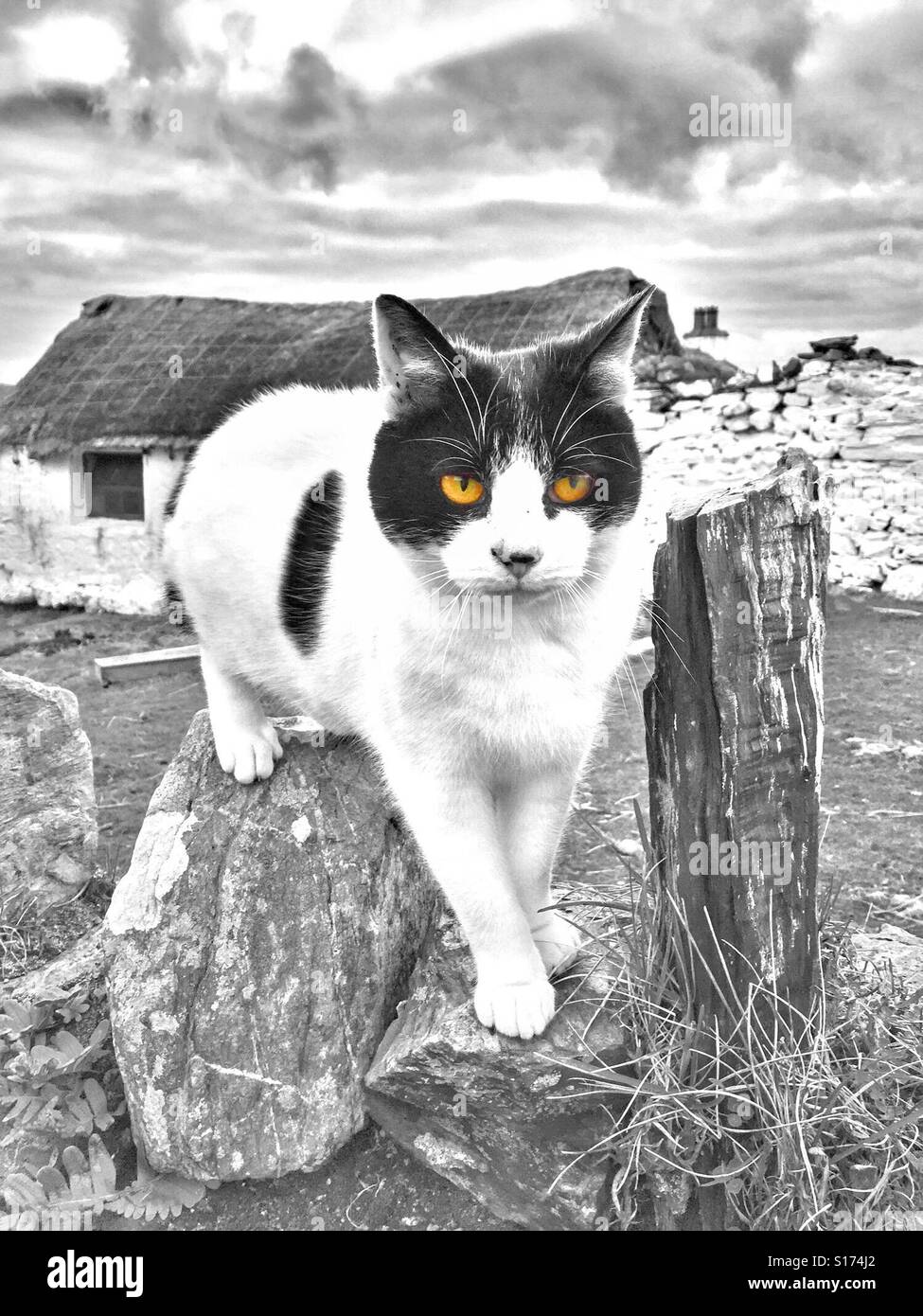 Colour splash of cats eyes Stock Photo Alamy