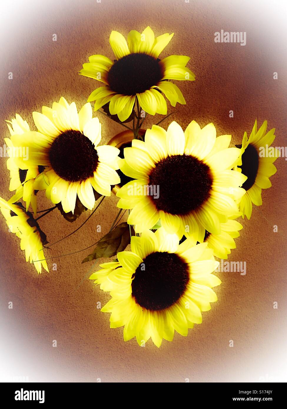 Glowing sunflowers Stock Photo