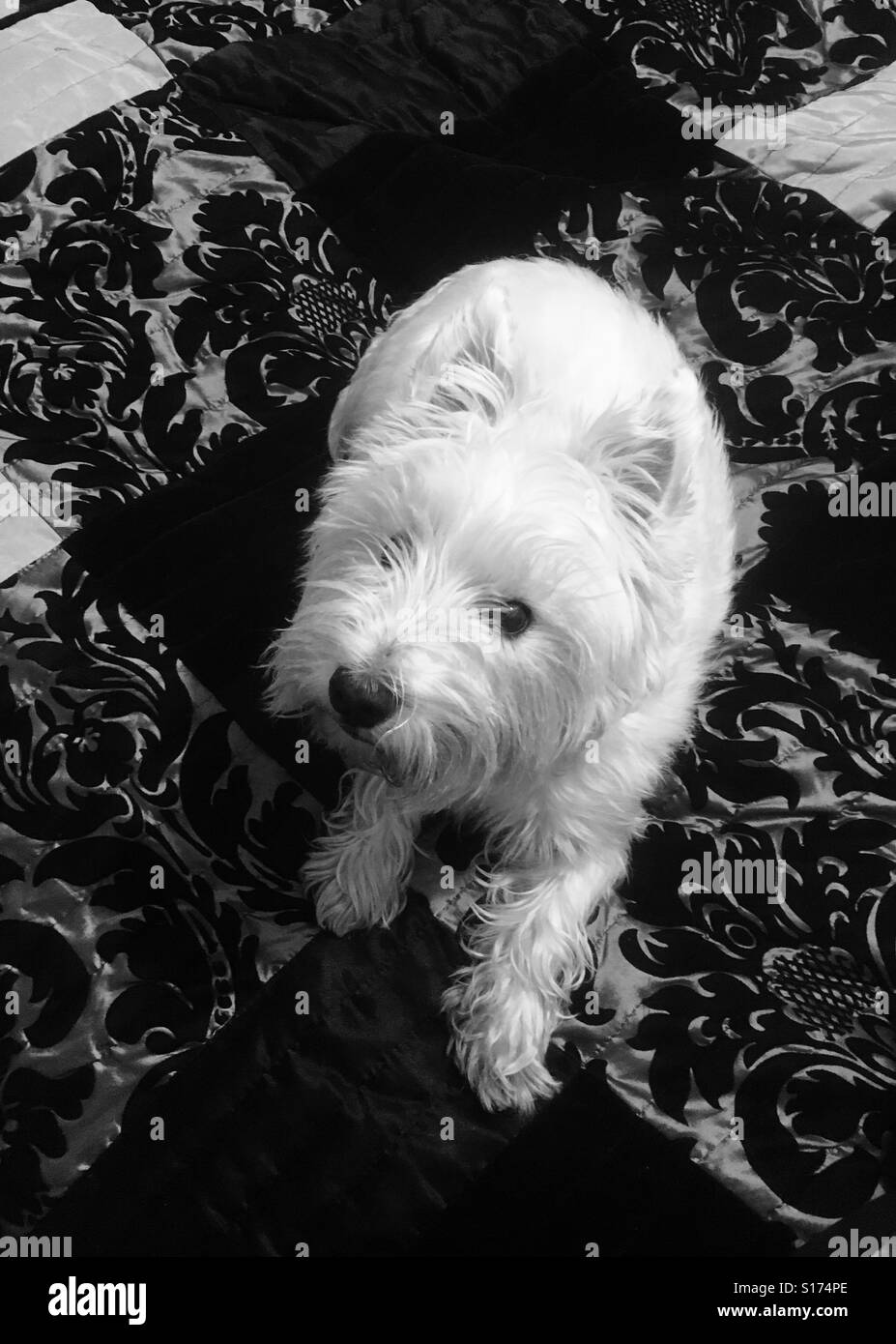 White westie Black and White Stock Photos & Images Alamy