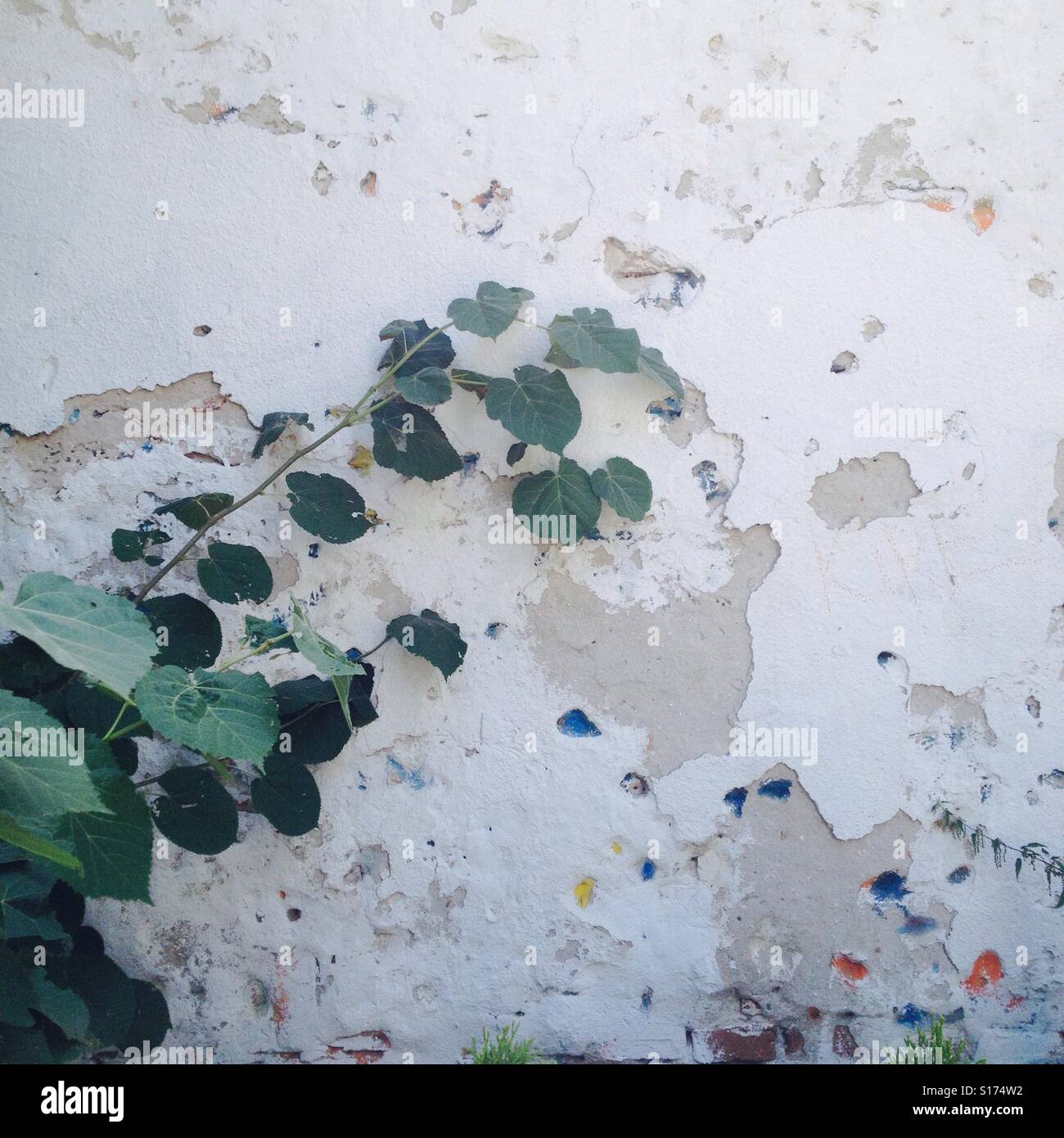 Green plant crawling up a white decaying wall - Smartphone Captured Stock Image