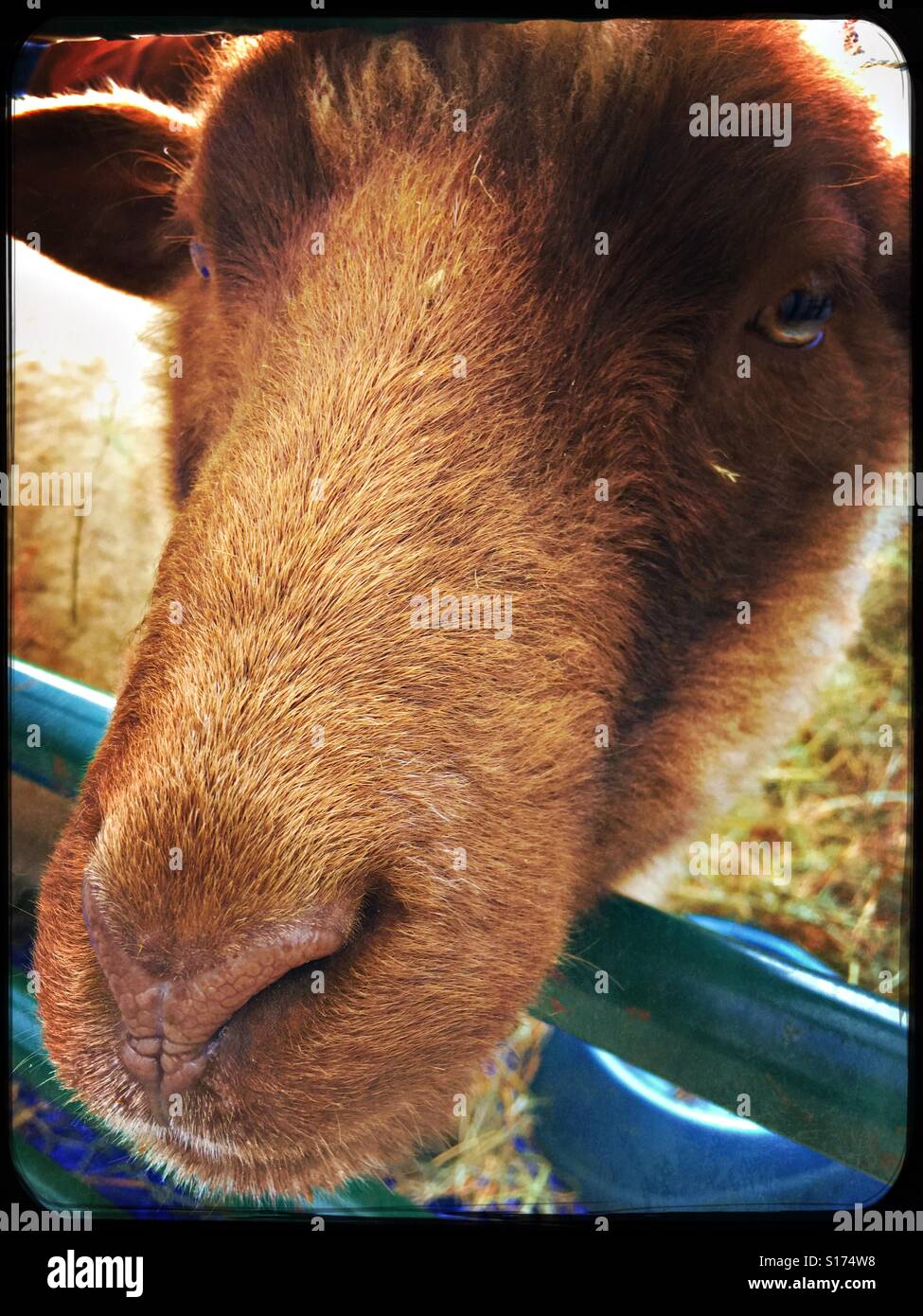 Brown donkey face - Smartphone Captured Stock Image
