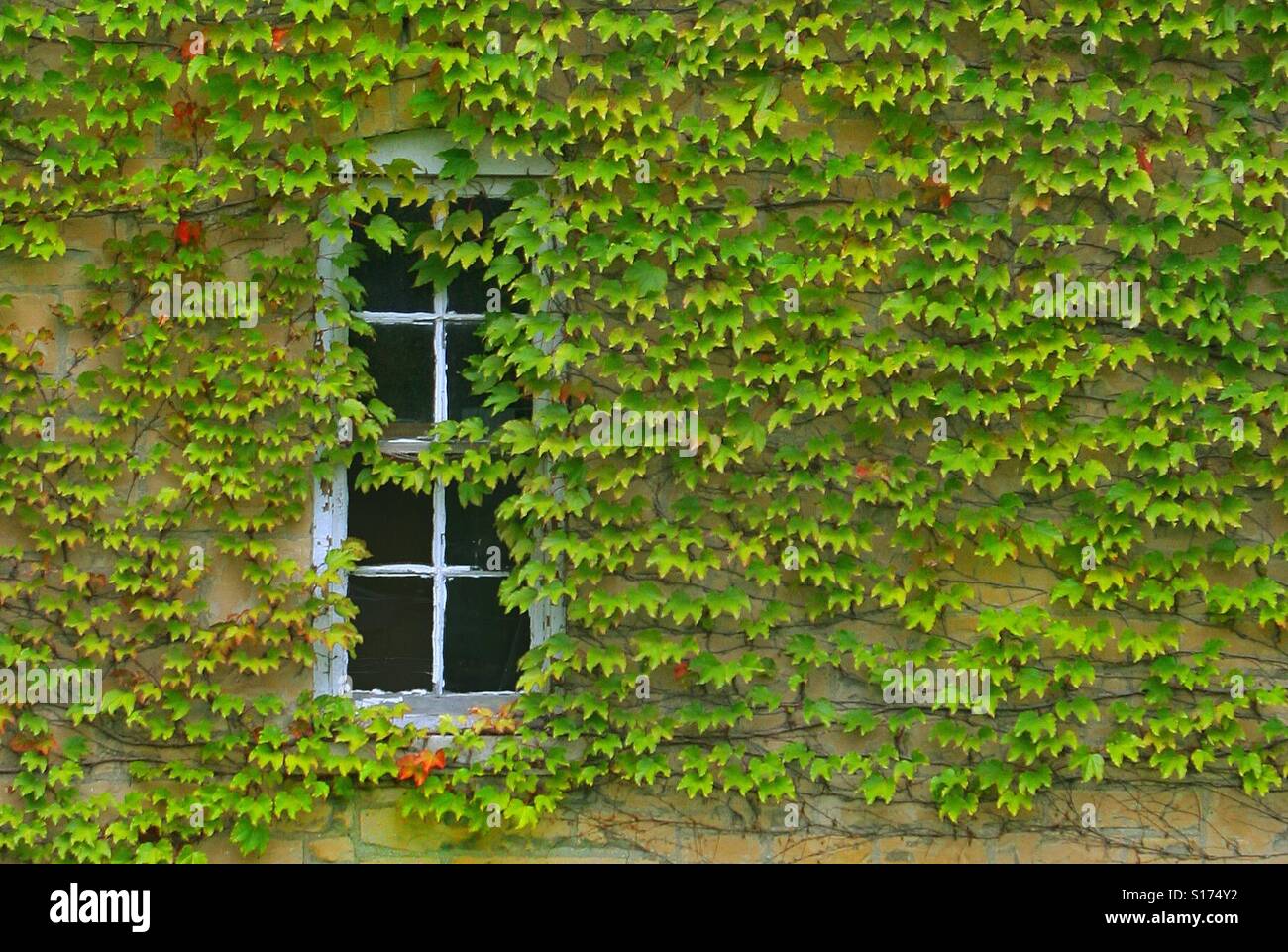 Ivy covers the walls and windows of an old building. - Smartphone Captured Stock Image