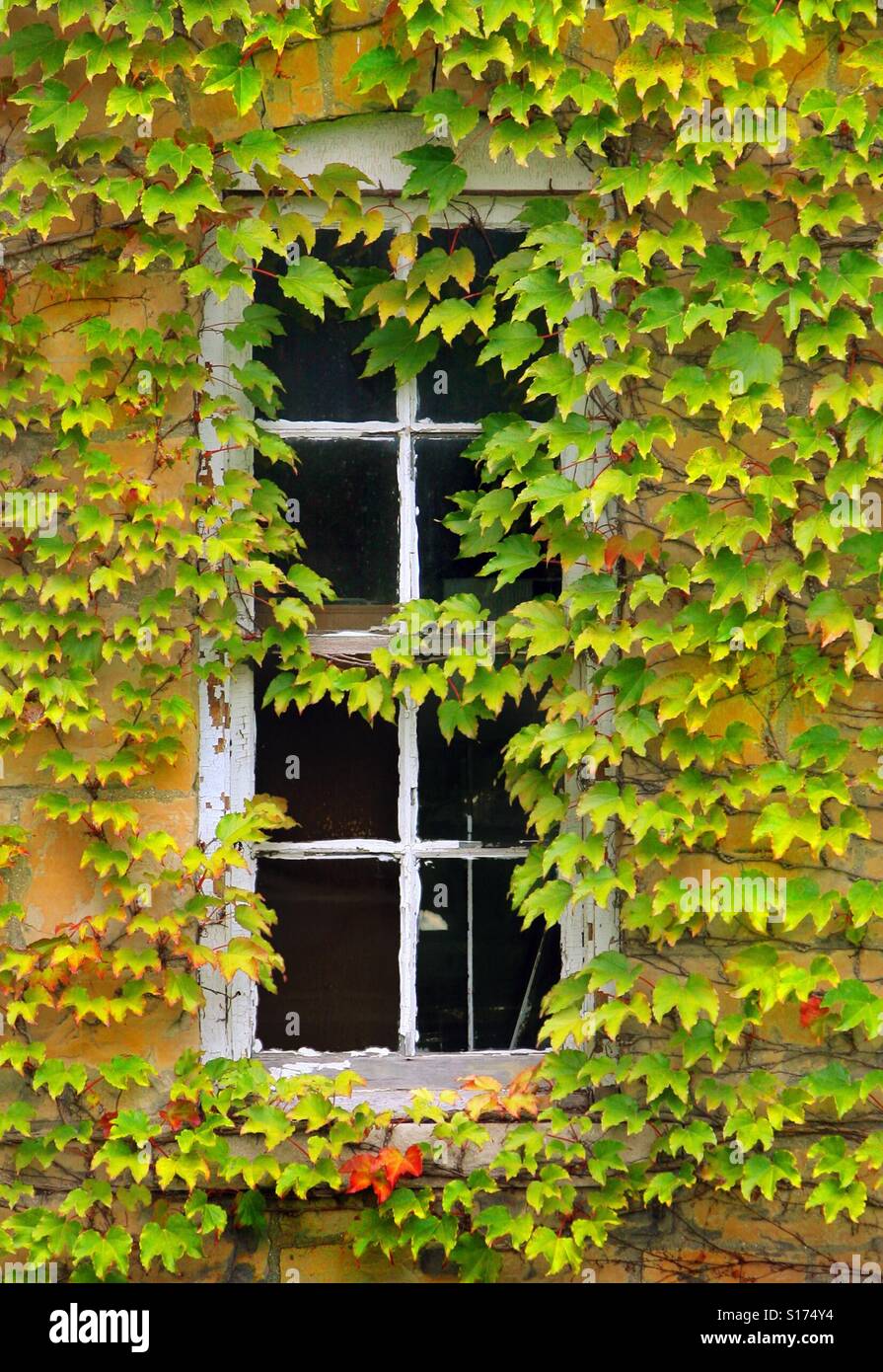 Ivy covers the walls and windows of an old building. - Smartphone Captured Stock Image