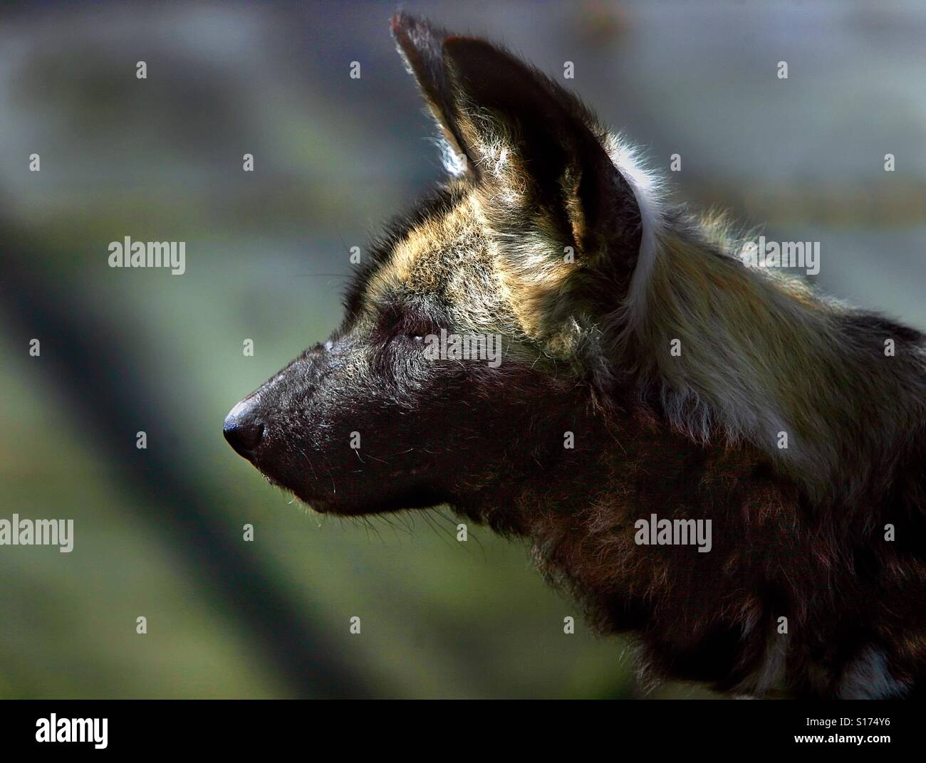 African wild dog pack hi-res stock photography and images - Alamy