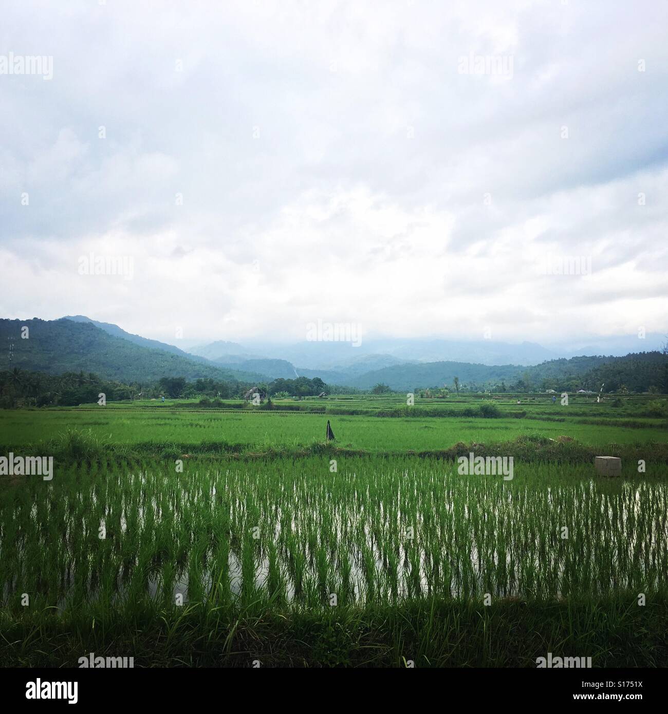 Padi Field High Resolution Stock Photography and Images - Alamy
