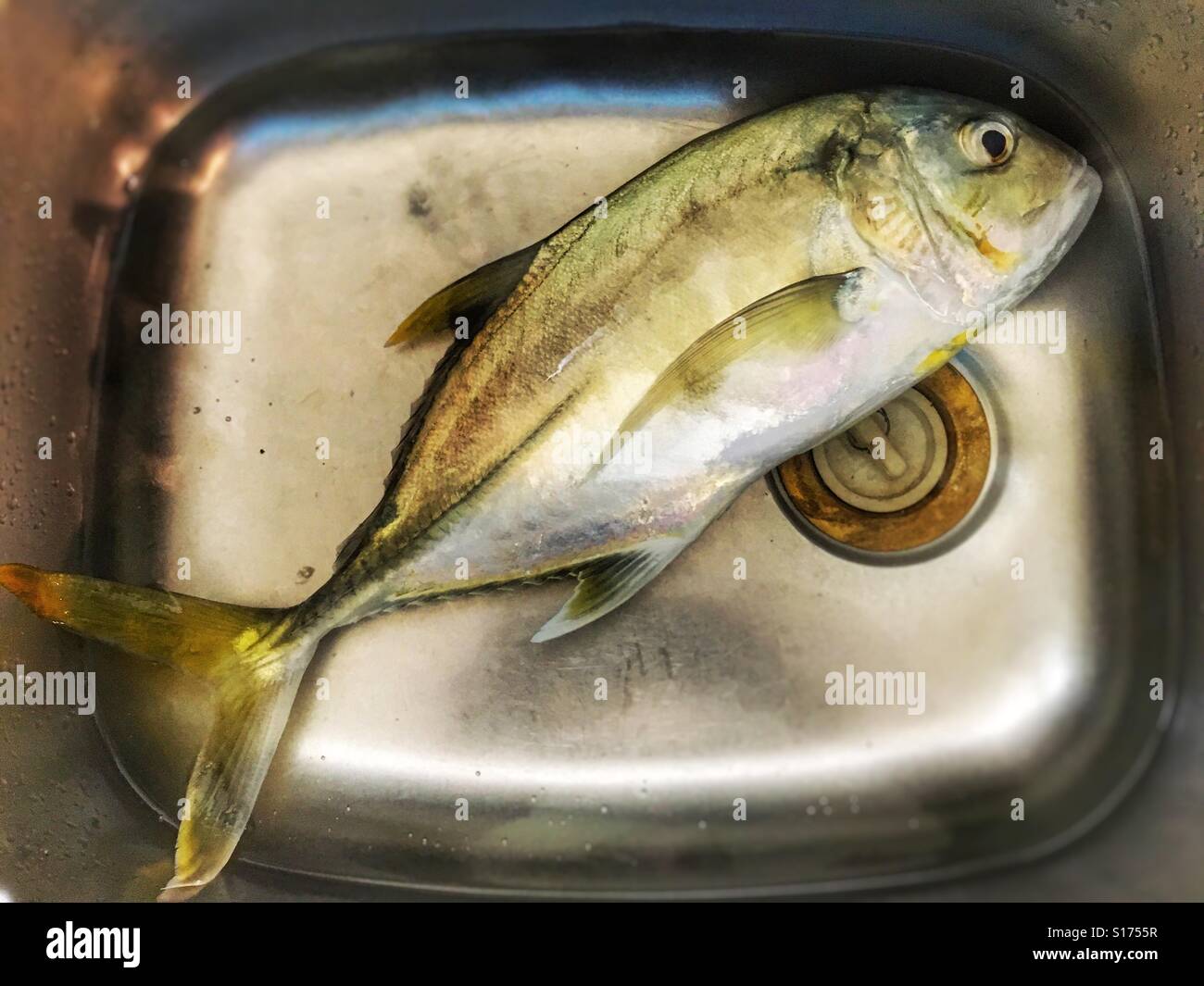 Fish in an aluminium sink. - Smartphone Captured Stock Image