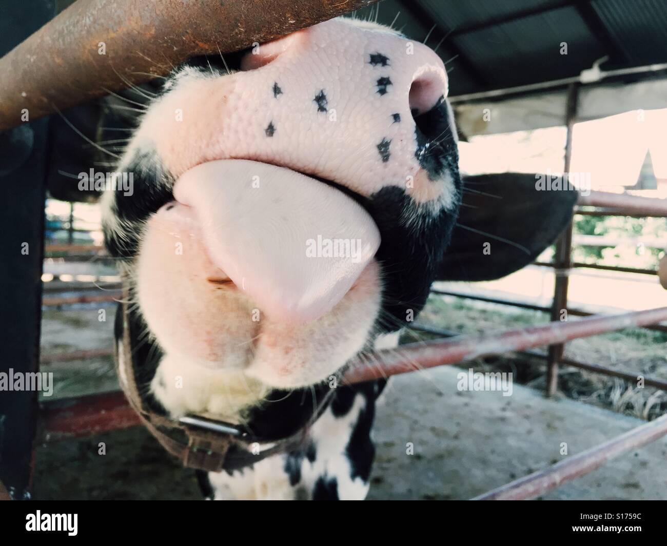 Funny cow licking Stock Photo