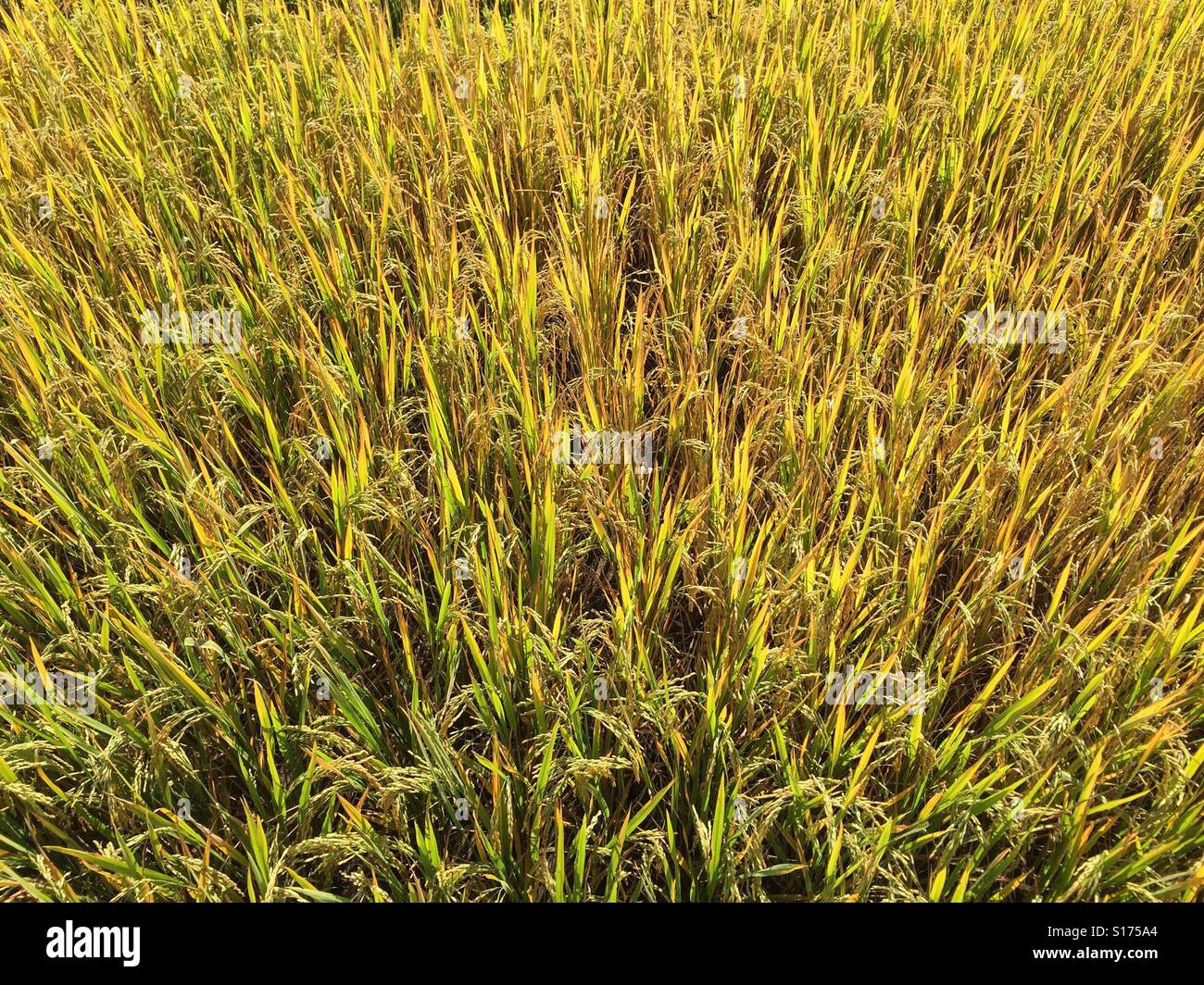 Golden rice fields Stock Photo
