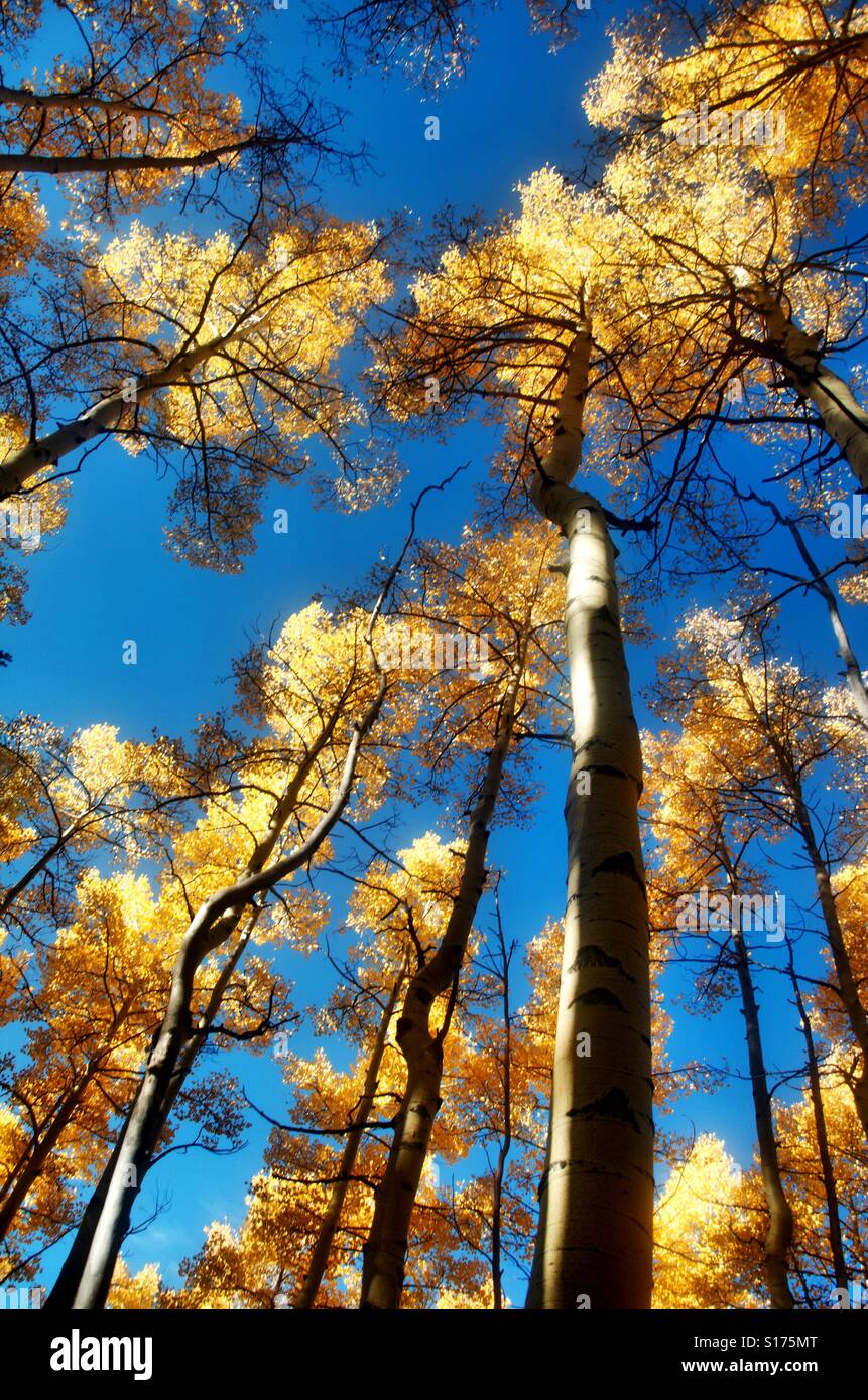 Aspens Fall SANTA FE Stock Photo - Alamy
