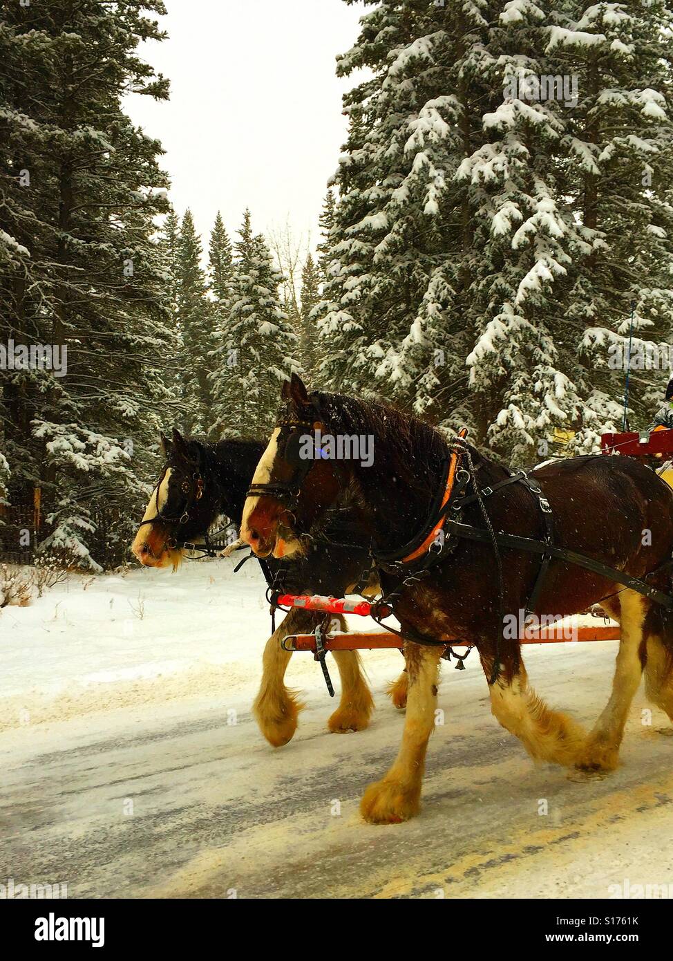 Team of work horses pulling a wagon on a snowy day Stock Photo