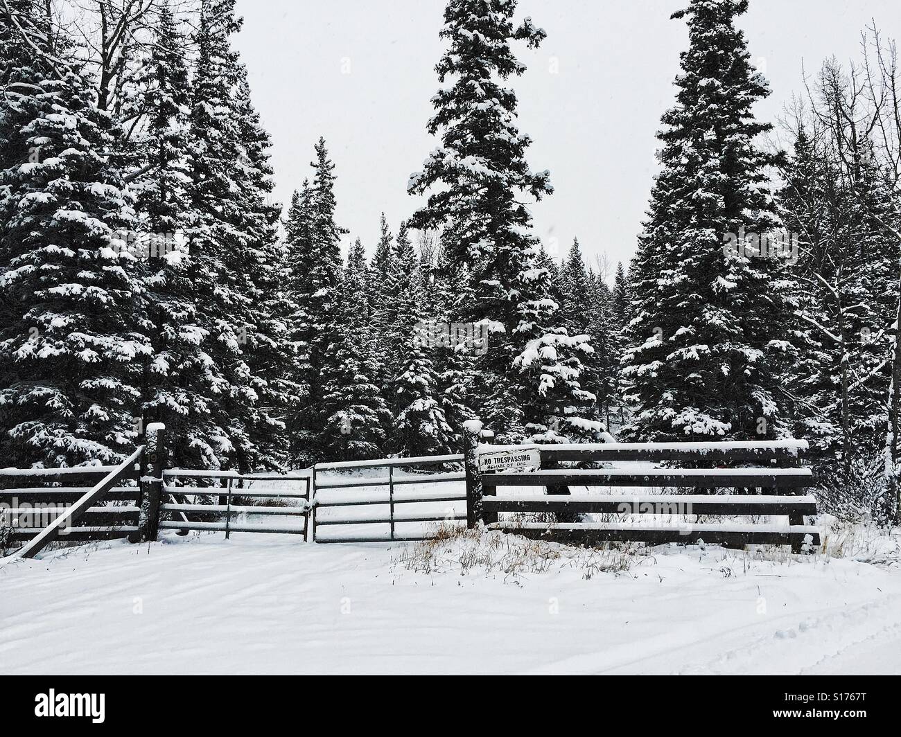No trespassing, beware of dog sign on gate - black and white - Smartphone Captured Stock Image