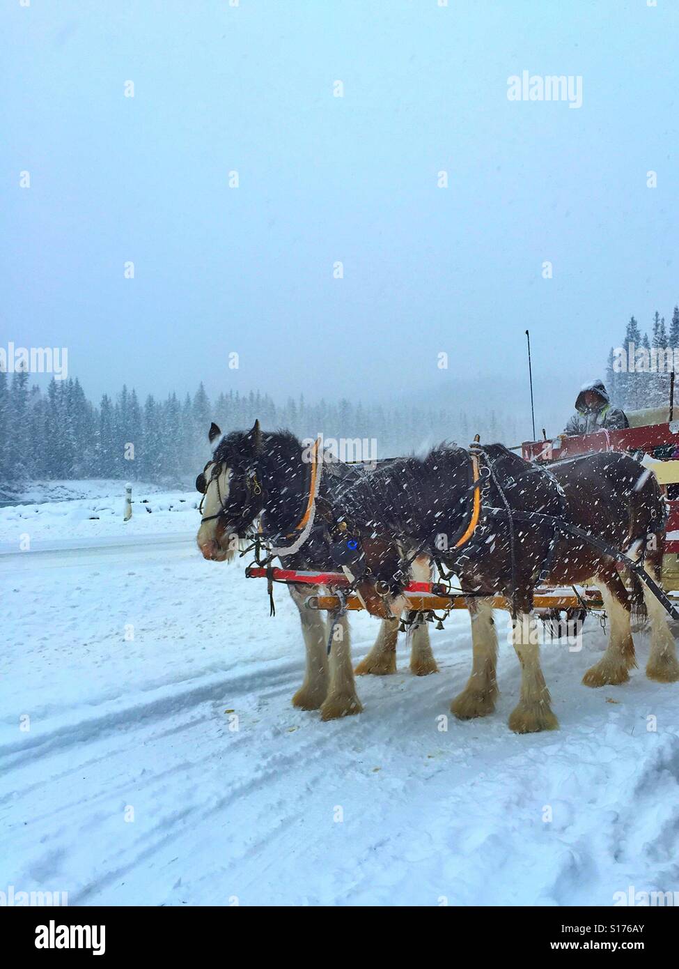 Team of Clydesdale horses and wagon driver on a snowy day - Smartphone Captured Stock Image