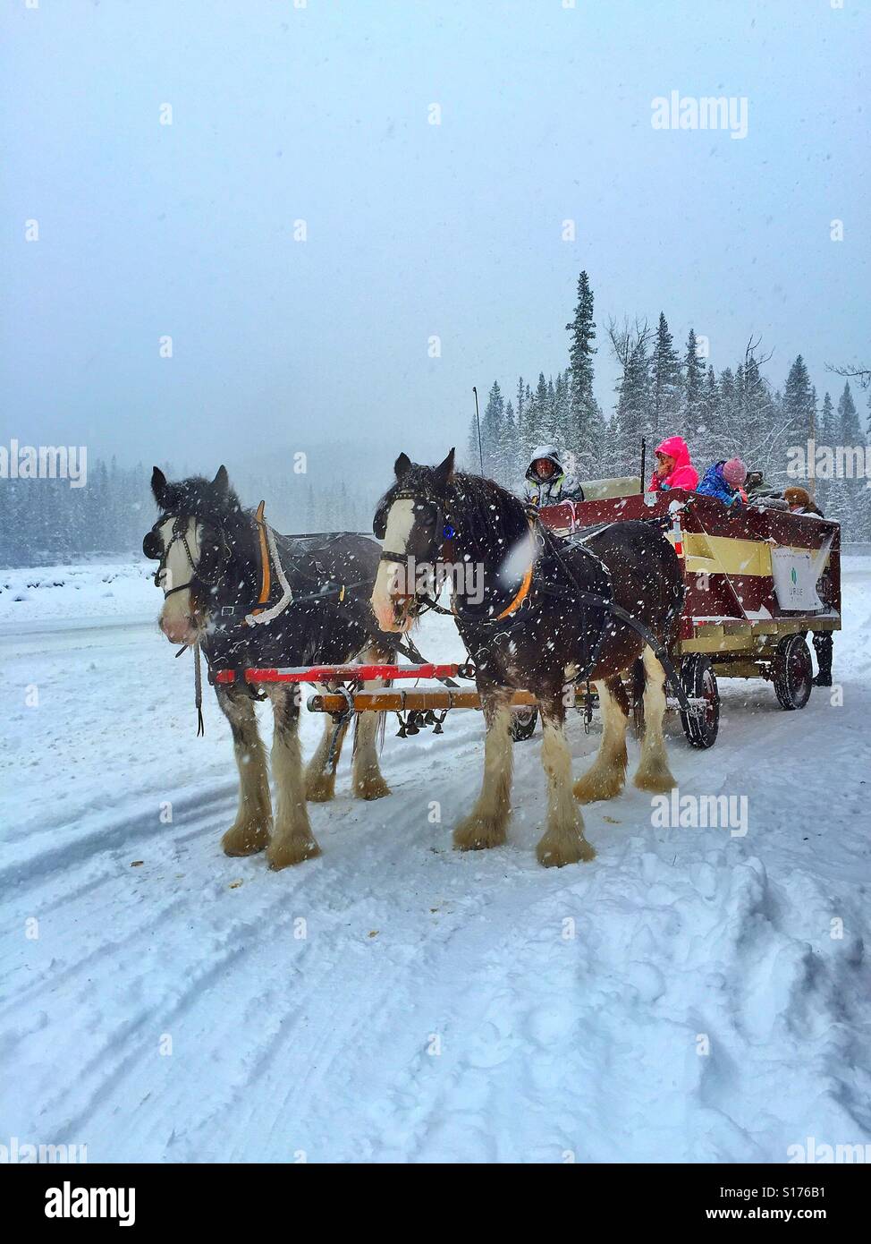 Family fun. Team of Clydesdale horses and wagon  on a snowy day - Smartphone Captured Stock Image