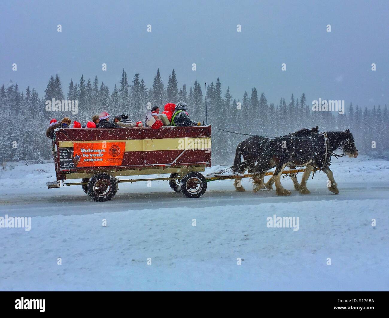 Family fun. Team of Clydesdale horses and wagon  on a snowy day - Smartphone Captured Stock Image