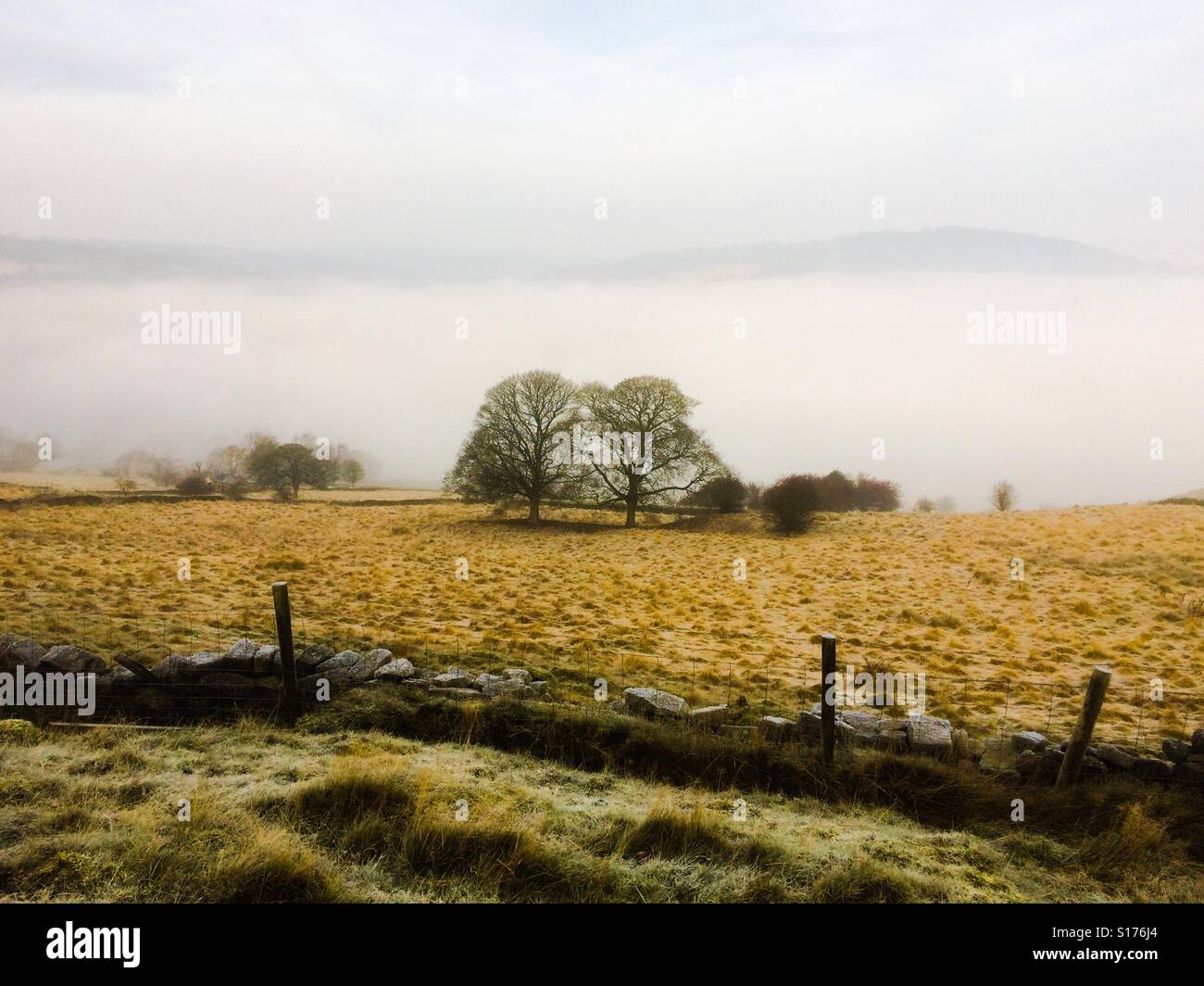 Trees in field on a misty morning above  Cromford in the Peak District Derbyshire Dales England UK - Smartphone Captured Stock Image