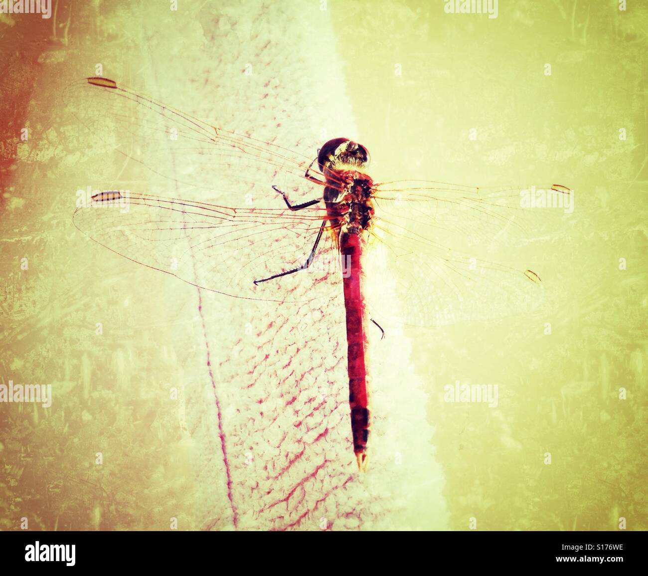 Dragonfly drying itself in the sun - Smartphone Captured Stock Image