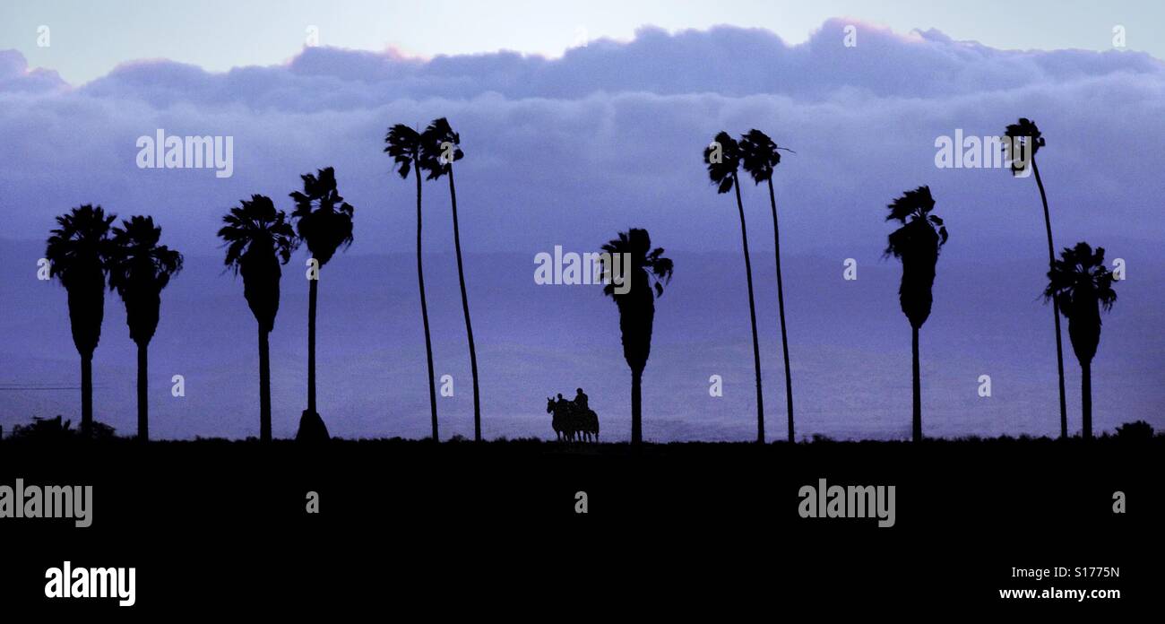 Rider on horseback in Northern California are seen as they ride among palm trees - Smartphone Captured Stock Image