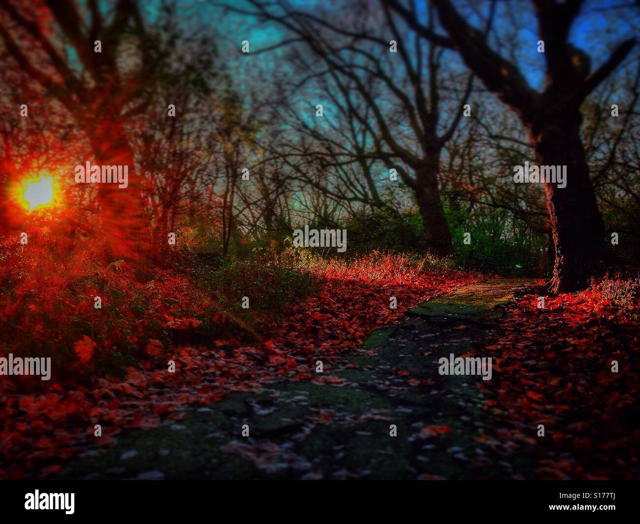 Low winter sun illuminates fallen leaves. - Smartphone Captured Stock Image