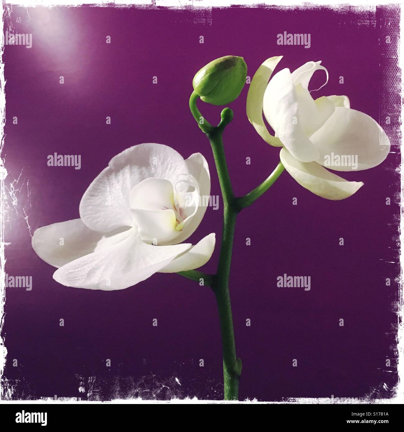 Phalaenopsis White orchid Stock Photo Alamy