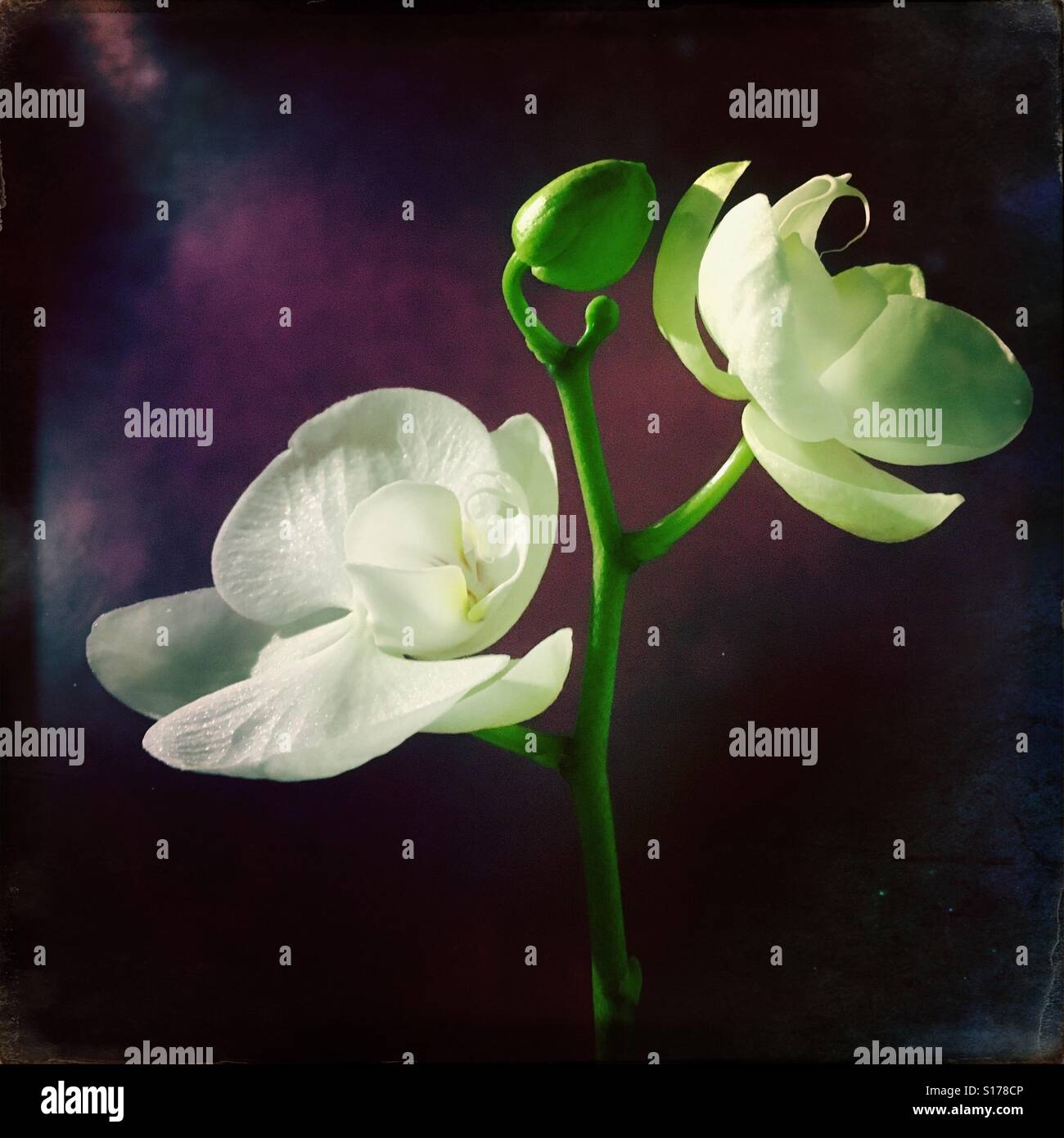 Phalaenopsis White orchid - Smartphone Captured Stock Image