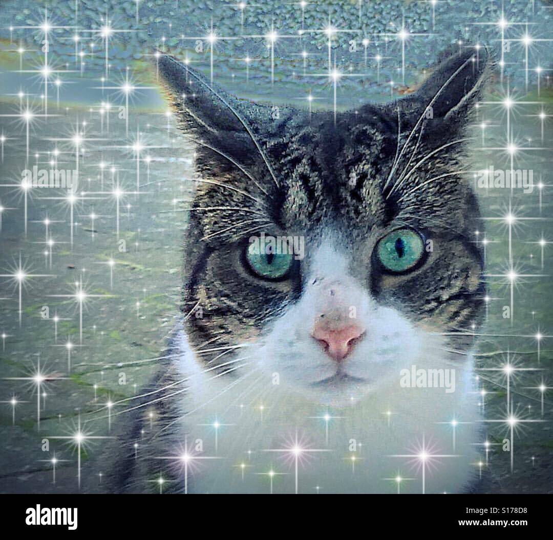 ...cat is the star... - Smartphone Captured Stock Image