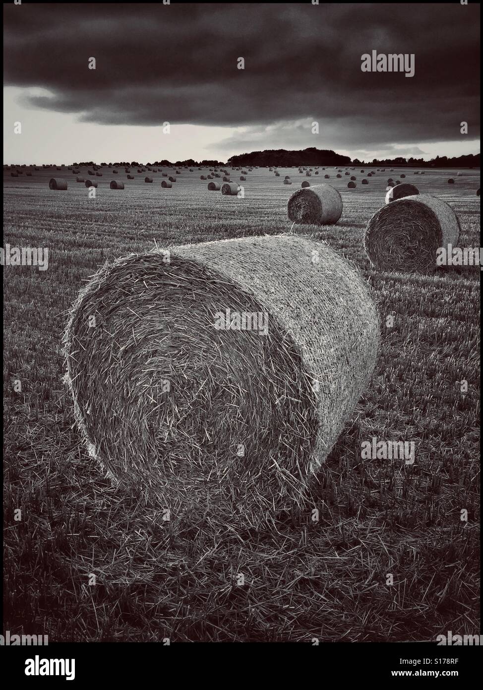 An upright image of an open field containing lots of Hay Bales. These grass bundles are used to feed livestock during the winter months. The location is the S.W. of England. Photo © COLIN HOSKINS. - Smartphone Captured Stock Image