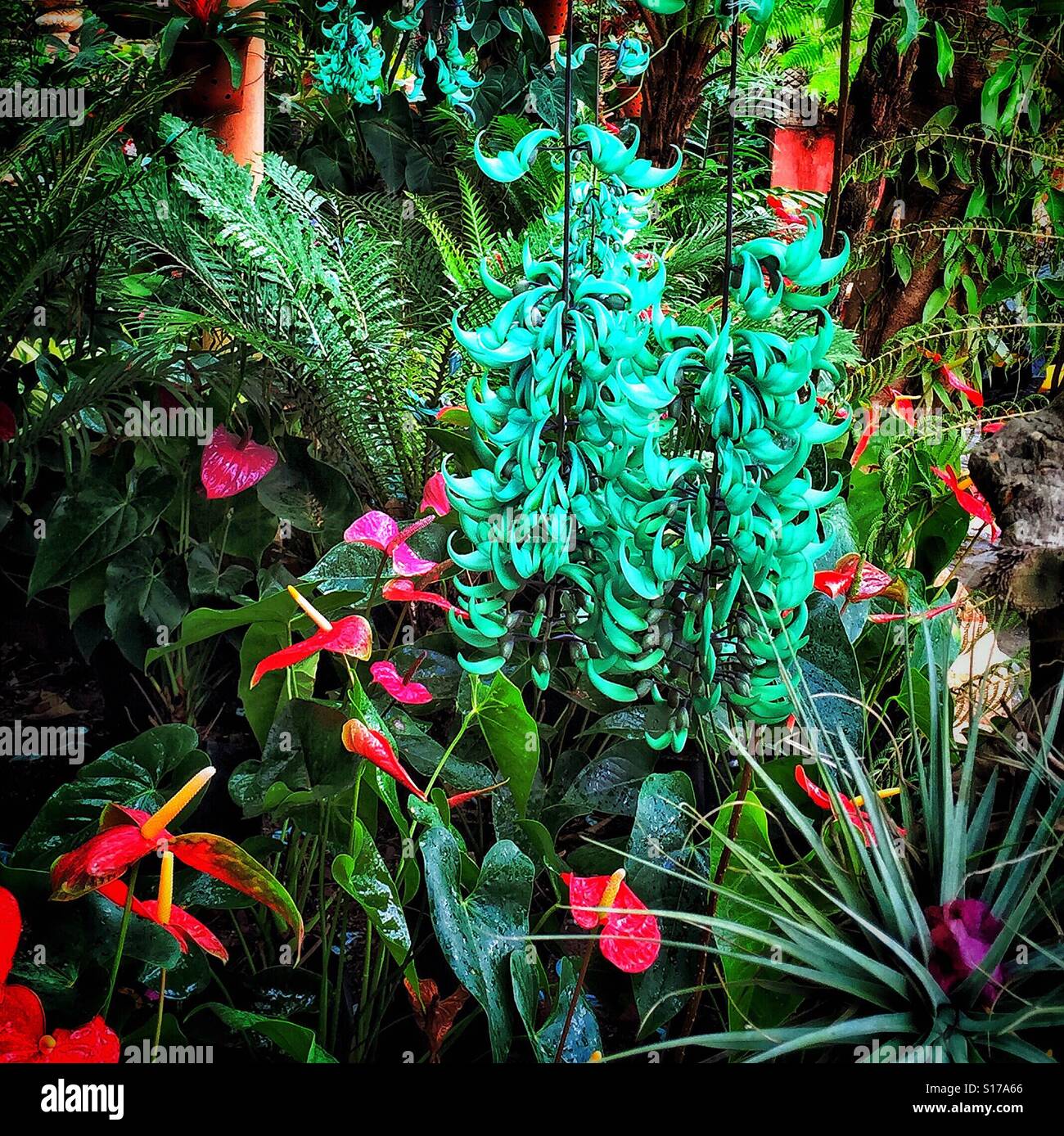 Hanging jade vine steals the spotlight in this beautiful section of the Puerto Vallarta Botanical Garden. Stock Photo