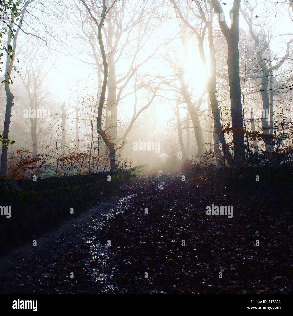 Autumn woodland scene. - Smartphone Captured Stock Image